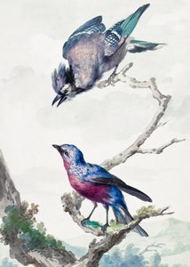 Zwei Vögel: ein Blauhäher und ein Purpurbrust-Cotinga