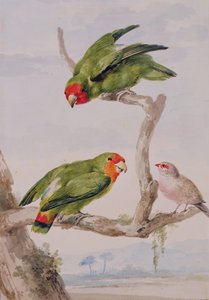 Zwei Rotgesicht-Liebesvögel und ein Wachsschnabel, 1756 von Aert Schouman