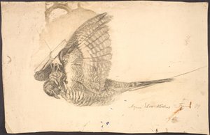 Studie eines toten Vogels von Agnes Slott Møller