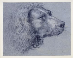 Kopfstudie eines Spaniels von Agostino Carracci
