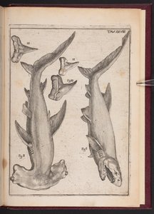 "Kuhfisch", "Krückenfisch", "Krückenfischzähne", aus "Vergebliche Spekulation durch Sinne enttäuscht" von Agostino Scilla
