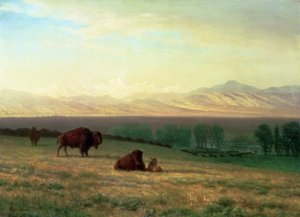 Büffel auf den Ebenen, ca. 1890 von Albert Bierstadt