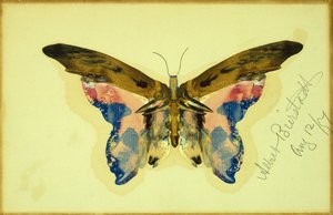 Schmetterling von Albert Bierstadt