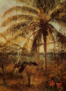 Palme, Nassau, 1892