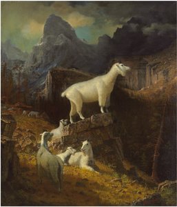 Rocky Mountain Ziegen, ca. 1885 von Albert Bierstadt