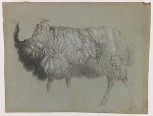 Studie eines Mutterschafs, ca. 1855 von Albert Bierstadt
