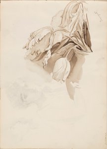 Tulpen von Albert Edelfelt