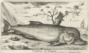 Delfin in einem Fischernetz (Vissen en andere zeedieren - zoutwater derde reeks) von Albert Flamen