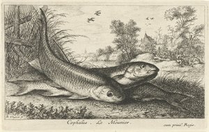 Drei Döbel am Flussufer (Cephalus. Le Meunier.) (Fische und andere Meerestiere - Süßwasser erste Reihe) (Diverses Especes de Poissons d
