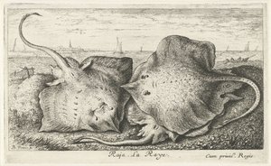 Drei Rochen am Strand von Albert Flamen