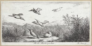Der Eisvogel