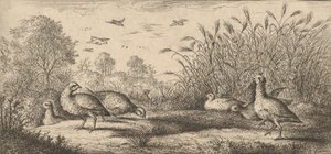 Perdix rubra, Perdix rouge Die Rothuhn: Livre d