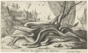 Flussneunaugen am Ufer von Albert Flamen