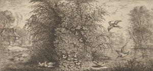 Rusticula minor, Beccassine Die Schnepfe: Livre d