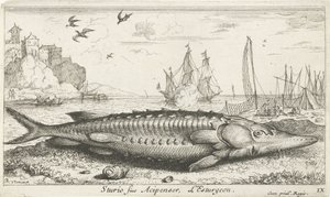 Stör am Strand von Albert Flamen