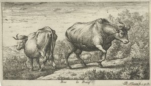 Stiere von Albert Flamen