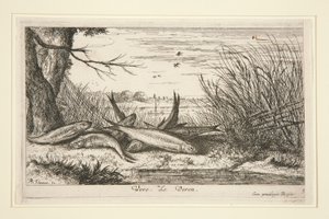 Der Gründling, aus dem zweiten Teil der Serie Süßwasserfische von Albert Flamen