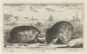 Zwei Schildkröten am Strand von Albert Flamen