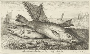 Zwei Wittlinge am Strand (Merlanus. Aselli species, Le merlan) von Albert Flamen