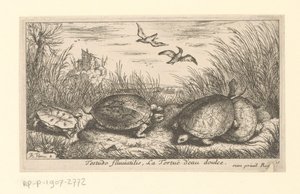 Vier Süßwasserschildkröten zwischen Gras und Schilf von Albert Flamen