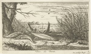 Rotaugen auf einem Flussufer von Albert Flamen