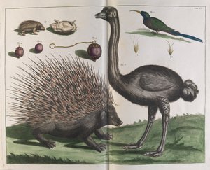 Malakka-Igel, Erinaceus malaccensis, und Strauß, Struthio carmelis von Albertus Seba