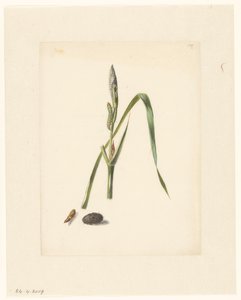 Studie von Iris mit Raupe, darunter ein Kokon und eingesponnene Raupe von Albertus Steenbergen