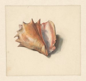Studie einer Muschel