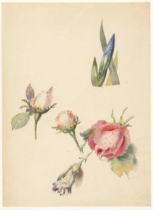 Studienblatt mit drei Rosen und einer Iris von Albertus Steenbergen