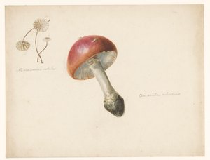 Studienblatt mit Pilzen, der Amanita Rubescens und der Marasmius Rotula