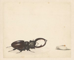 Studienblatt mit fliegendem Hirschkäfer und frisch geschlüpftem Nachtfalter von Albertus Steenbergen