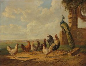 Kippen en pauw in een landschap
