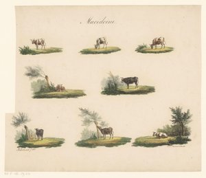 Kühe in Landschaft