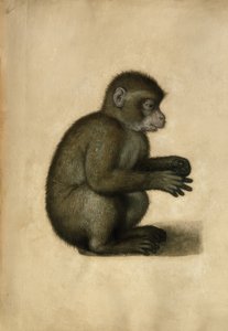 Affe von Albrecht Dürer