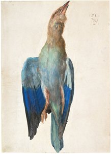 Toter Blauracke, 1500 oder 1512 von Albrecht Dürer
