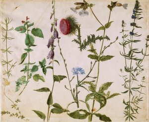 Acht Studien von Wildblumen, ca. 1515-1520