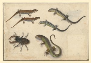 Fünf Eidechsen und (links) ein Hirschkäfer von Albrecht Dürer