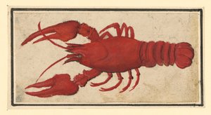 von Albrecht Dürer