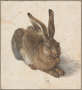 Hase, 1502 von Albrecht Dürer