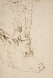 Kopf eines Rehbocks, 1503