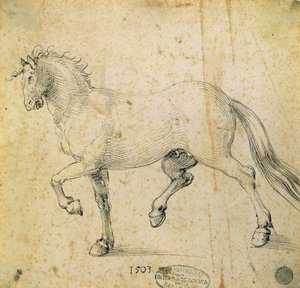 Pferd, 1503 von Albrecht Dürer