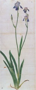 Iris germanica, ca. 1503
