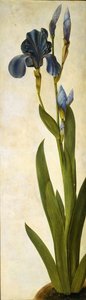 Iris troiana, ca. 1505-1508 von Albrecht Dürer