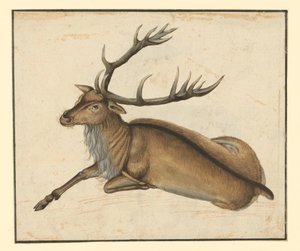 Liegender Hirsch, nach links von Albrecht Dürer