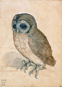 Käuzchen, 1508 von Albrecht Dürer