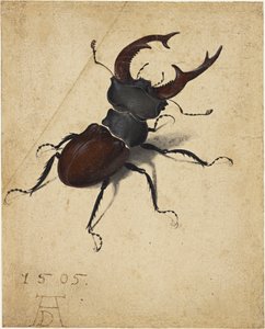 Hirschkäfer, 1505