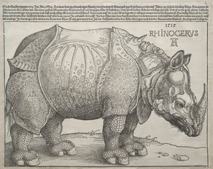 Das Nashorn, 1515