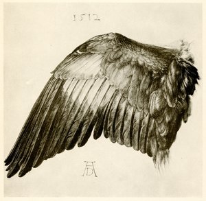 Flügel eines Blauracken von Albrecht Dürer