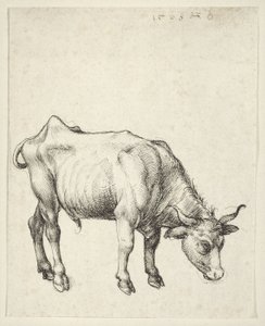 Junger Stier von Albrecht Dürer