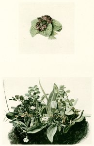 Veilchen von Albrecht Dürer